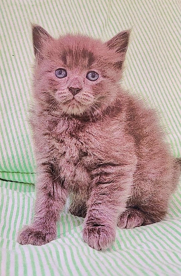 Asher is registered to the contest to win money with this photo: art, carnivore, cat, domestic_short_haired_cat, drawing, felidae, fur, graphics, illustration, pattern, russian_blue, small_to_medium_sized_cats, snout, tail, terrestrial_animal, whiskers