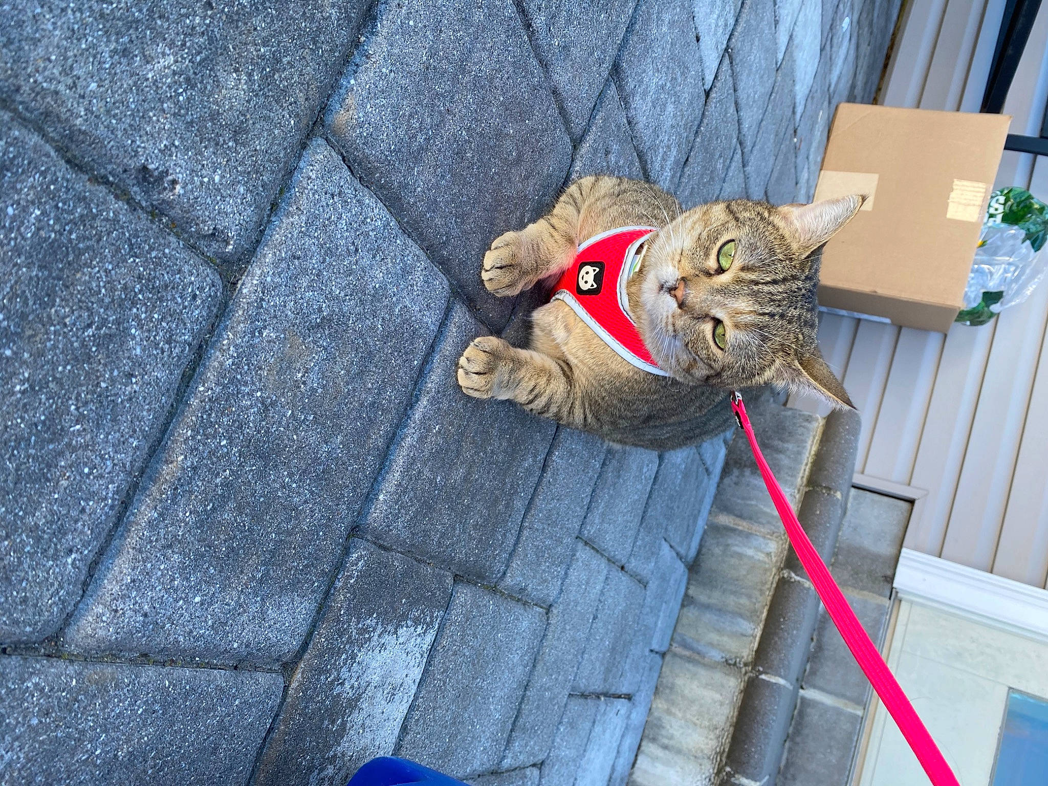 Masha is registered to the contest to win money with this photo: asphalt, blue, carnivore, cat, claw, collar, domestic_short_haired_cat, electric_blue, felidae, flooring, flowerpot, fur, houseplant, plant, road_surface, sidewalk, small_to_medium_sized_cats, tail, whiskers, wood