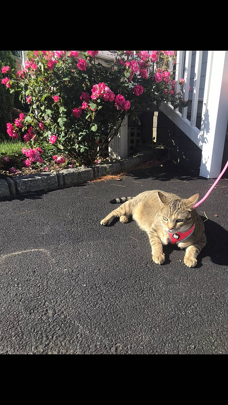 Masha joined the competition — help win amazing prizes! annual_plant, asphalt, carnivore, cat, fawn, felidae, flooring, flower, flowerpot, grass, petal, plant, road, road_surface, sidewalk, small_to_medium_sized_cats, tail, tints_and_shades, tree, whiskers