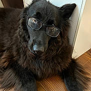 Amara joined the competition — help win amazing prizes! dog, black_dog, glasses, pet, indoor, wooden_floor, fur, portrait, laying_down, cute, animal, domestic_animal, face, ears, whiskers, muzzle, looking, resting, furry, companion