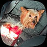 King is registered to the contest to win money with this photo: animal, brown, car, car_interior, cute, daylight, dog, ears, eyes, fluffy, gray, long_hair, looking_at_camera, pet, portrait, red_clothing, seat, seated, small_dog, yorkshire_terrier