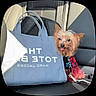 King joined the competition — help win amazing prizes! animal, bag, brown_fur, car, car_seat, collar, cute, dog, harness, indoors, leash, long_hair, pet, portrait, red_plaid, small_dog, sunlight, tags, tote_bag, yorkshire_terrier