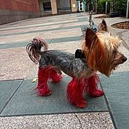 King is registered to the contest to win money with this photo: architecture, building, collar, daylight, dog, dyed_fur, fashionable, grooming, leash, long_hair, outdoor, pet, pink_fur, plaza, profile, sidewalk, small_dog, standing, urban, yorkshire_terrier