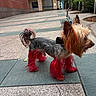 architecture, building, collar, daylight, dog, dyed_fur, fashionable, grooming, leash, long_hair, outdoor, pet, pink_fur, plaza, profile, sidewalk, small_dog, standing, urban, yorkshire_terrier