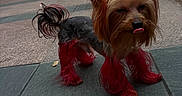 King joined the competition — help win amazing prizes! architecture, black_and_tan, building, companion_animal, dog, funny, grooming, leash, long_hair, outdoor, pavement, pet_tag, portrait, red_dyed_fur, sidewalk, small_dog, standing, tongue_out, urban, yorkshire_terrier