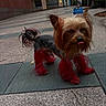 architecture, black_and_tan, building, companion_animal, dog, funny, grooming, leash, long_hair, outdoor, pavement, pet_tag, portrait, red_dyed_fur, sidewalk, small_dog, standing, tongue_out, urban, yorkshire_terrier