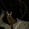 Lumie joined the competition — help win amazing prizes! alone, animal, animal_portrait, branch, cat, closeup, dark, feline, glowing_eyes, mystery, nature, night, nocturnal, outdoor, pet, shadow, silhouette, tree, wildlife, wood