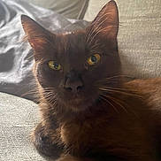 Lumie is registered to the contest to win money with this photo: animal, brown_cat, cat, close_up, couch, cozy, domestic_cat, fur, furniture, home, indoor, mammal, pet, portrait, relaxed, resting, soft_light, texture, whiskers, yellow_eyes