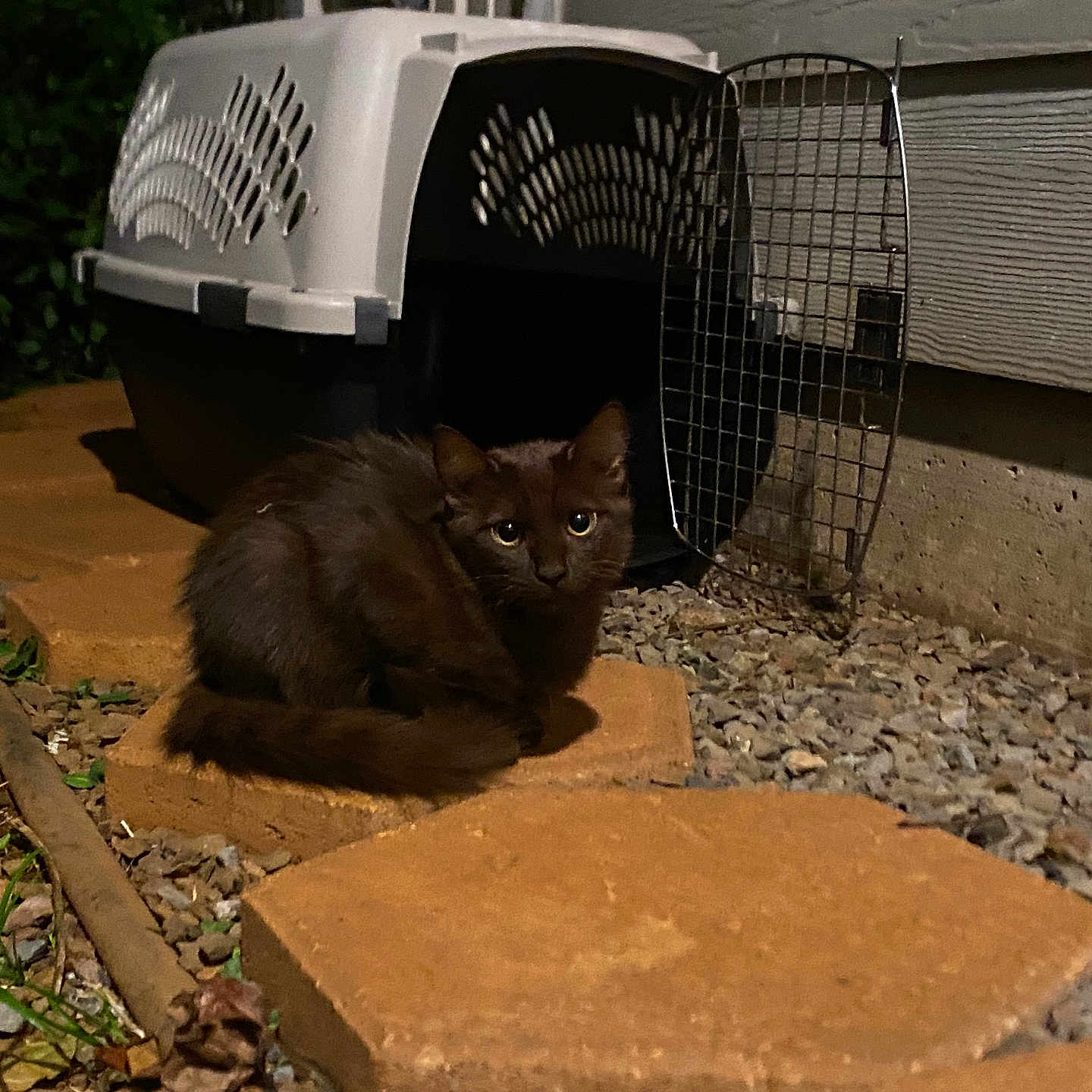 Lumie joined the competition — help win amazing prizes! animal, cat, cautious, curled_up, dark_fur, feline, garden, gravel, home_exterior, metal_gate, nature, night, outdoor, pathway, pet_carrier, plant, quiet, small_animal, stepping_stone, wildlife