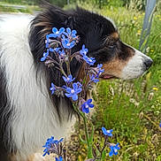 Helfy a rejoint le concours — aidez-le/la à gagner de superbes lots ! animal, blue_flower, blurred_background, canine, closeup, daylight, dog, flower, fur, grass, greenery, muzzle, nature, outdoor, pet, plant, road_sign, side_view, tricolor, wildflower