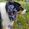 animal, blue_flower, blurred_background, canine, closeup, daylight, dog, flower, fur, grass, greenery, muzzle, nature, outdoor, pet, plant, road_sign, side_view, tricolor, wildflower