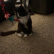 Socks is registered to the contest to win money with this photo: cat, black_and_white, pet, carpet, toy, living_room, furniture, chair, blanket, indoor, playful, animal, curious, floor, cozy, domestic, whiskers, tail, cute, relaxed