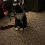 cat, black_and_white, pet, carpet, toy, living_room, furniture, chair, blanket, indoor, playful, animal, curious, floor, cozy, domestic, whiskers, tail, cute, relaxed