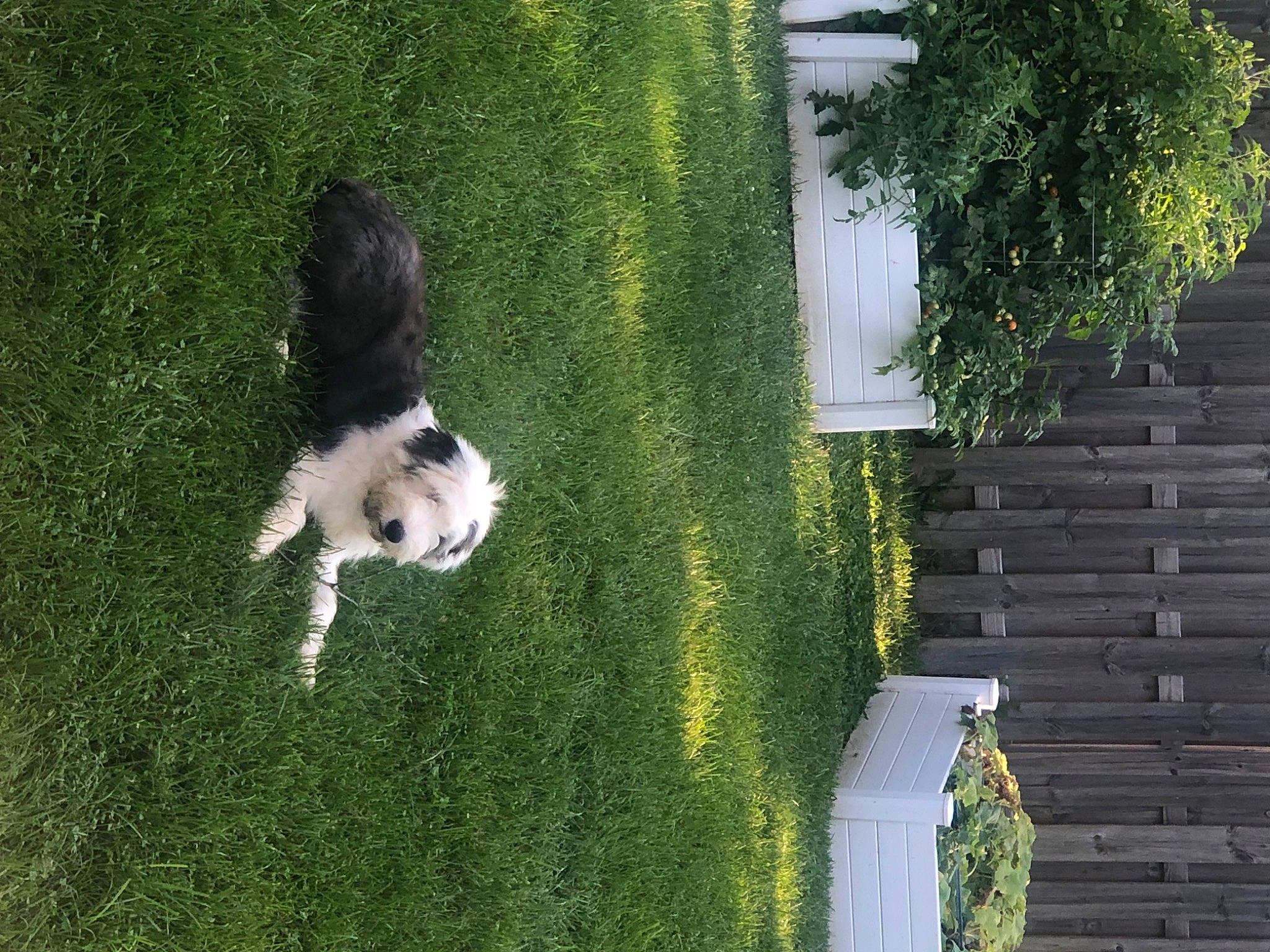 Dwight joined the competition — help win amazing prizes! art, carnivore, companion_dog, dog, dog_breed, fur, garden, grass, groundcover, hedge, herding_dog, landscaping, lawn, plant, shrub, sporting_group, tail, toy_dog, tree, yard