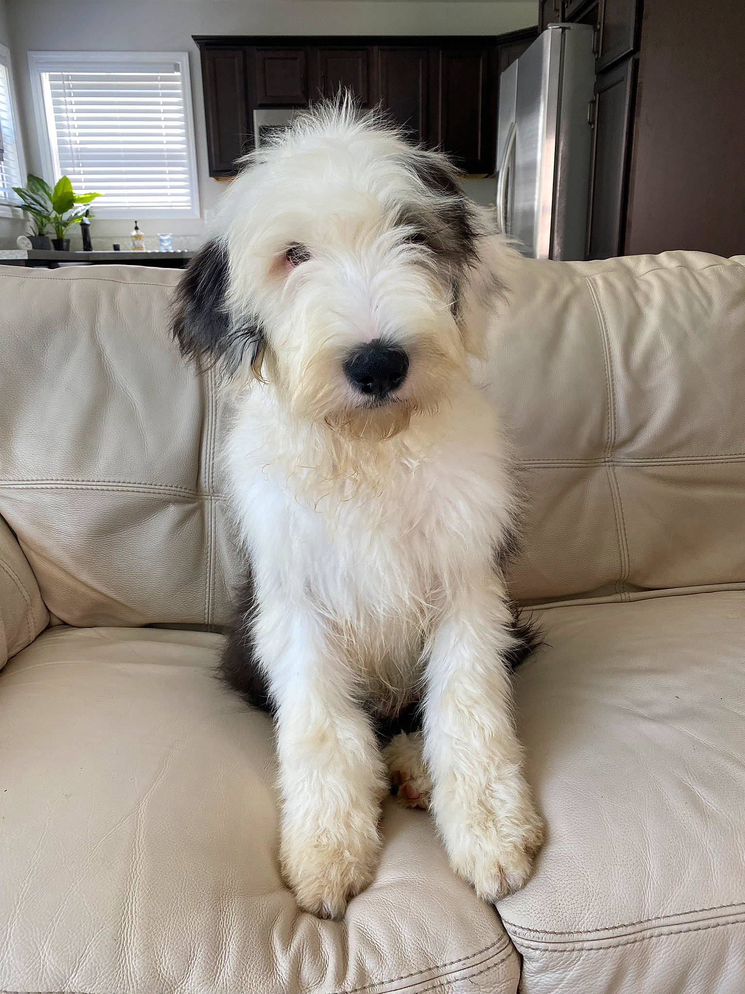 Dwight joined the competition — help win amazing prizes! canidae, carnivore, comfort, companion_dog, couch, dog, dog_breed, flooring, fur, houseplant, maltepoo, non_sporting_group, plant, small_terrier, snout, sporting_group, terrier, toy_dog, window, working_animal