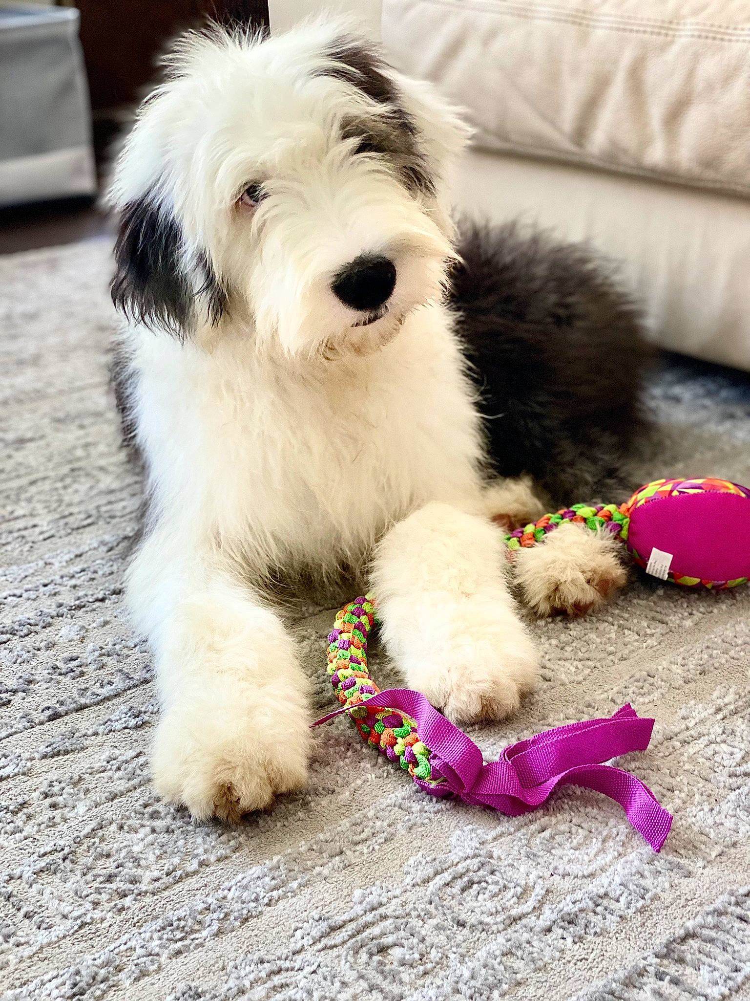 Dwight is registered to the contest to win money with this photo: canidae, carnivore, companion_dog, dog, dog_breed, dog_collar, dog_supply, fur, maltepoo, non_sporting_group, paw, puppy, small_terrier, snout, sporting_group, tail, terrier, toy_dog, water_dog, working_animal