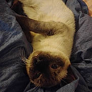 Baby is registered to the contest to win money with this photo: cat, siamese_cat, pet, animal, fur, whiskers, upside_down, blanket, blue, texture, indoor, cozy, resting, cute, closeup, face, eyes, paw, relaxed, home
