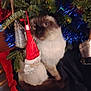 Baby joined the competition — help win amazing prizes! cat, christmas_decorations, santa_ornament, tinsel, holiday, festive, animal, indoor, blurred, furry, face, whiskers, pine_branches, red, white, green, blue, soft, cute, pet