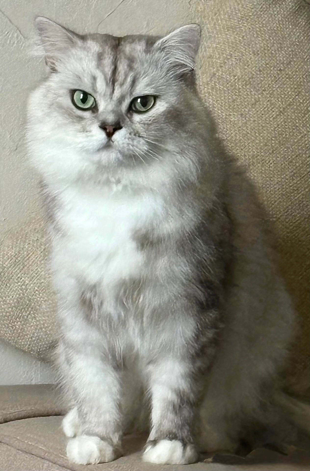 animal, cat, closeup, couch, cute, domestic_cat, feline, fluffy, fur, green_eyes, household, indoor, mammal, pet, portrait, relaxed, silver, sitting, whiskers, white