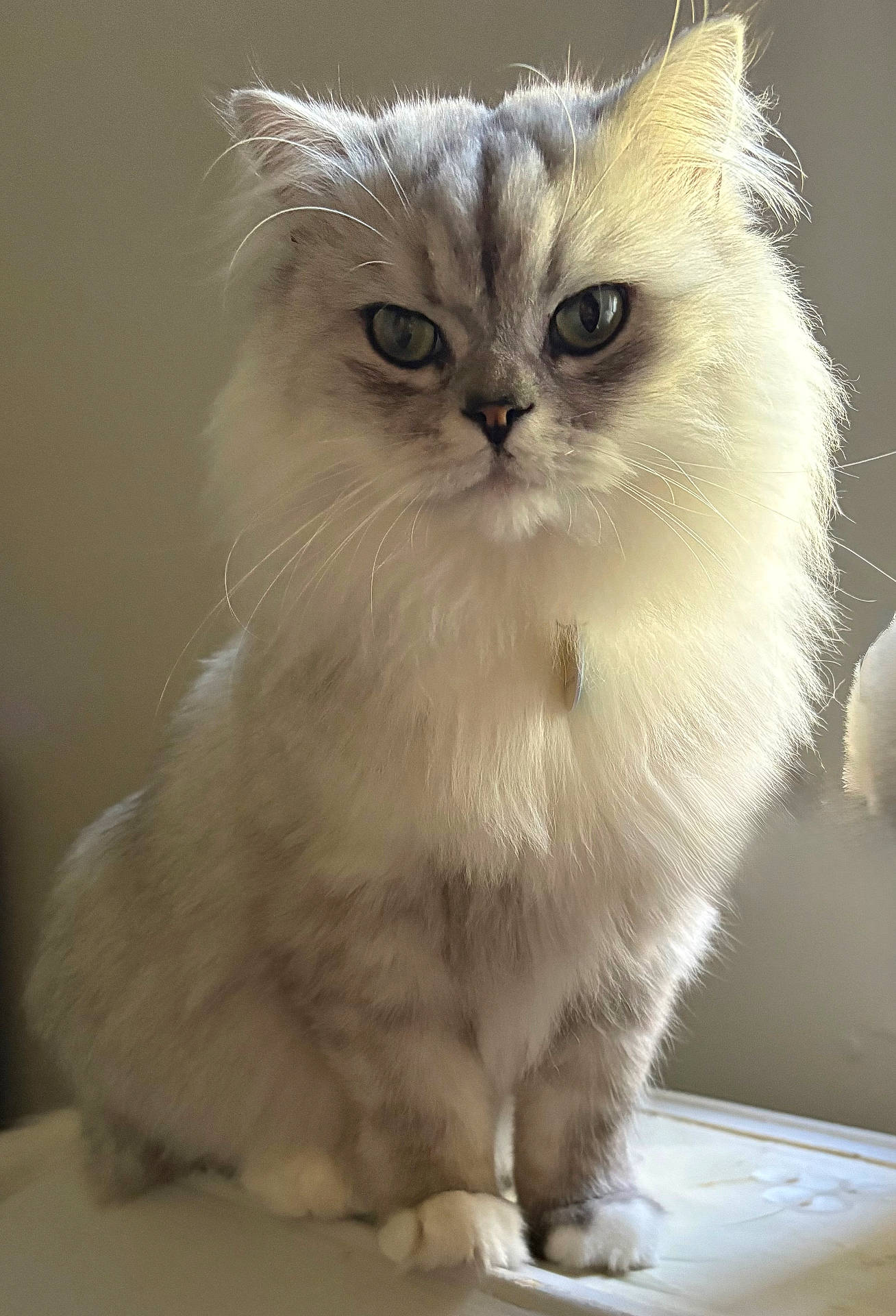 animal, calm, cat, closeup, cute, domestic_cat, ears, feline, fluffy, green_eyes, indoor, long_hair, majestic, paws, pet, portrait, sitting, soft_light, whiskers, white_fur