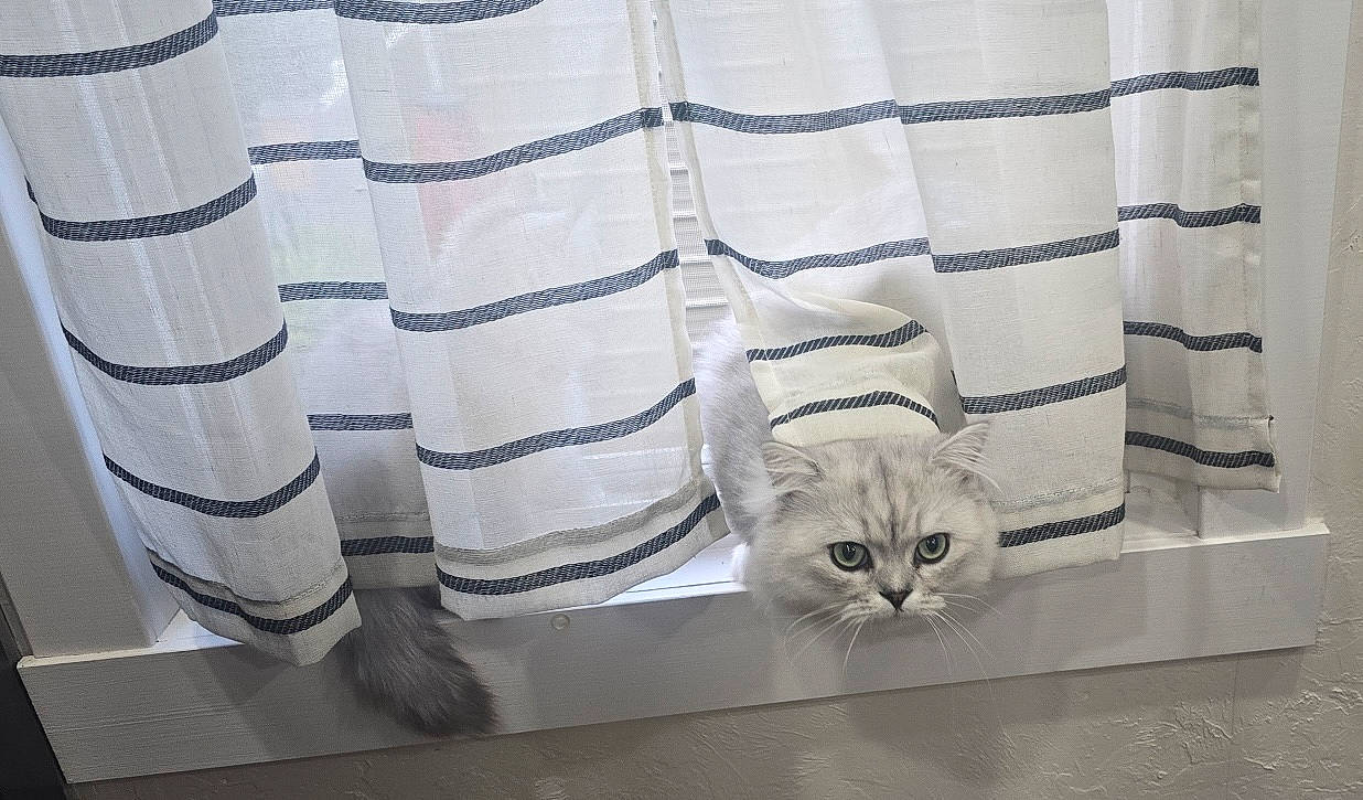 animal, cat, curtains, fabric, feline, fluffy, green_eyes, home, indoors, light, mischievous, peeking, pet, playful, sill, silver_cat, striped, tail, whiskers, window