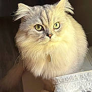 Fezzik is registered to the contest to win money with this photo: animal, cat, close_up, curious, cute, domestic_animal, ears, feline, fluffy, fur, green_eyes, indoor, long_hair, looking, nose, pet, portrait, sitting, soft_light, whiskers