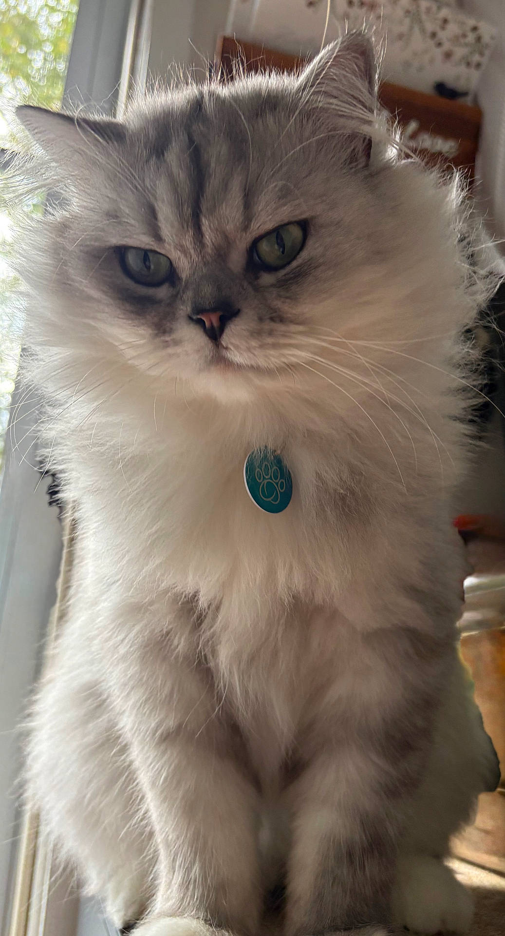 cat, close_up, collar, cute, domestic_animal, ears, feline, fluffy, fur, gray, indoor, long_hair, natural_light, pet, portrait, sitting, tag, whiskers, white, window