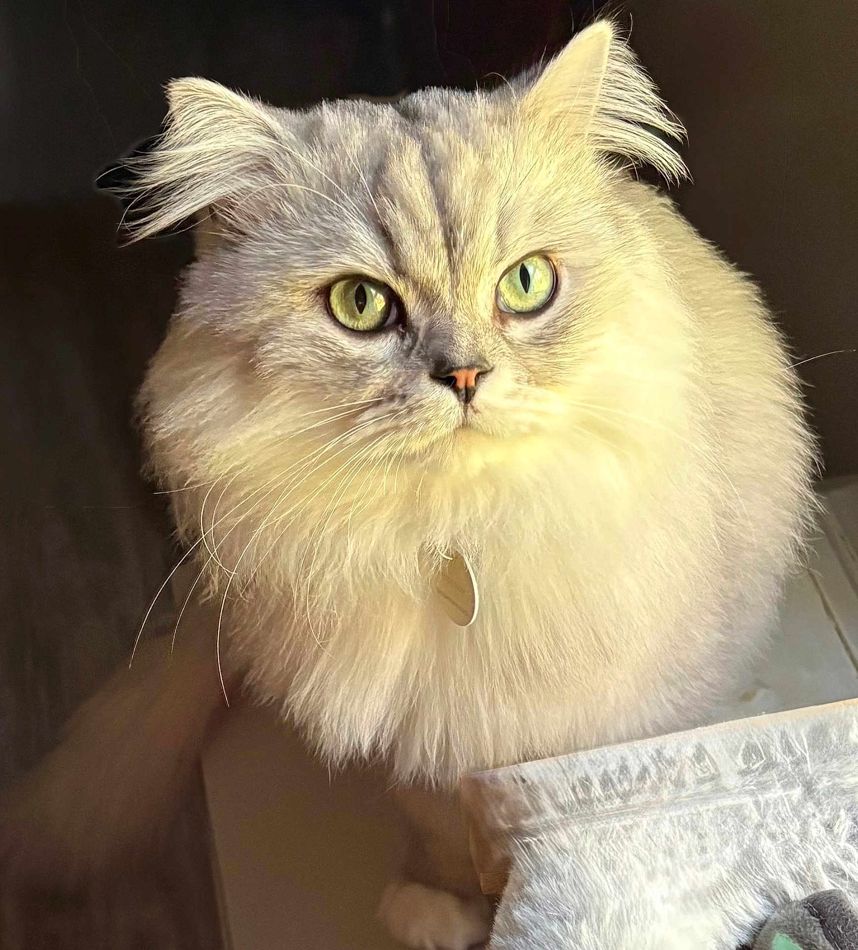 Fezzik is registered to the contest to win money with this photo: cat, fluffy, green_eyes, close_up, pet, indoor, feline, portrait, whiskers, fur, animal, cute, domestic_cat, looking, soft_light, texture, cozy, sitting, focused, ears