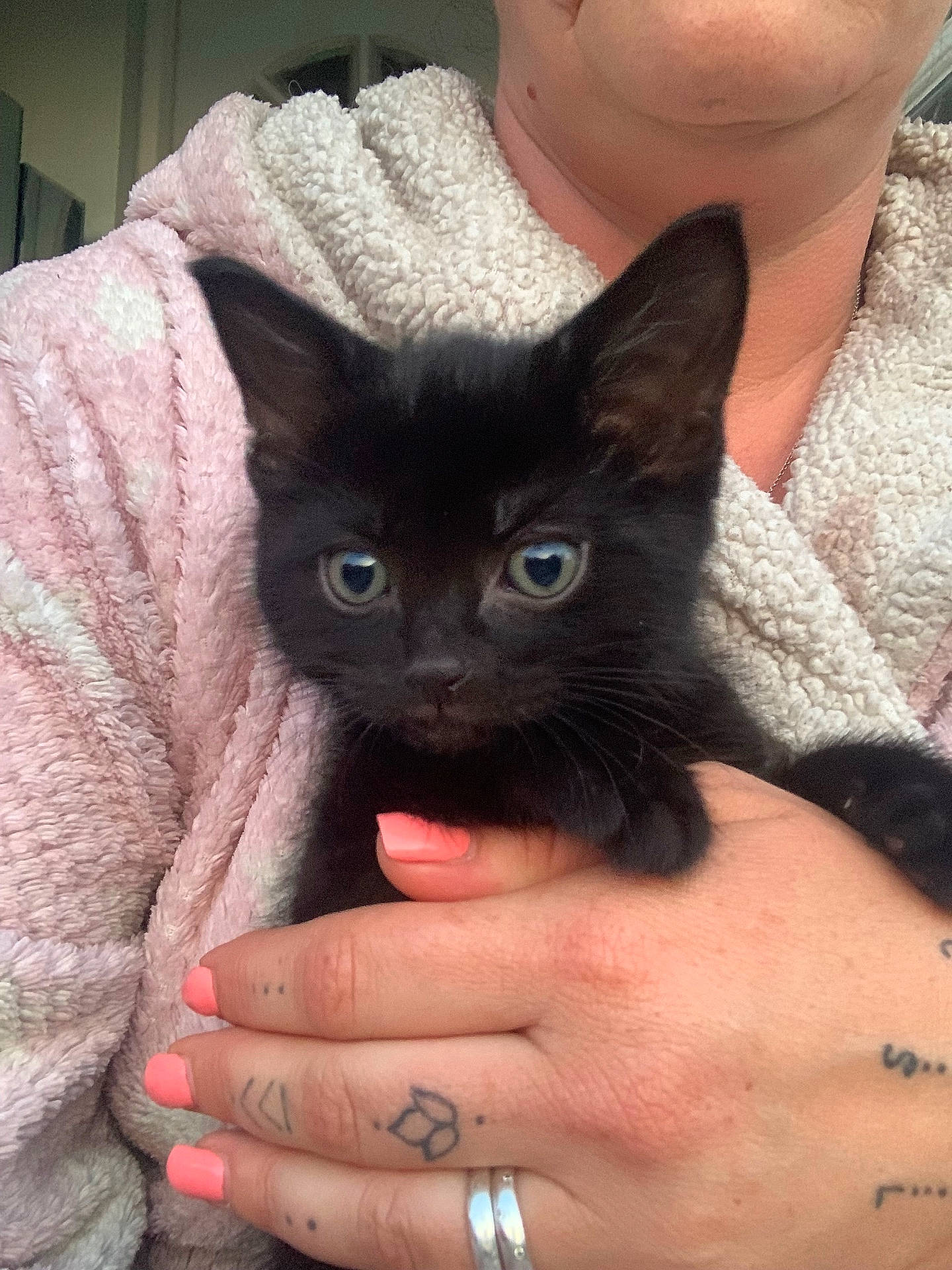 Binx joined the competition — help win amazing prizes! accessories, animal, blanket, bodypart, cat, face, finger, hand, head, jewelry, kitten, manx, person, pet, photography, portrait, ring, skin, tattoo, wrist