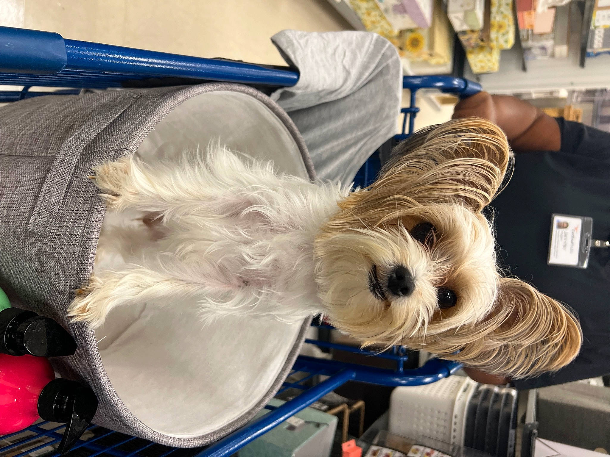 Lexie is registered to the contest to win money with this photo: bag, canidae, carnivore, collar, companion_dog, dog, dog_breed, dog_clothes, dog_collar, eyewear, fashion_accessory, fur, leash, schnauzer, small_terrier, snout, sporting_group, terrier, toy_dog, working_animal