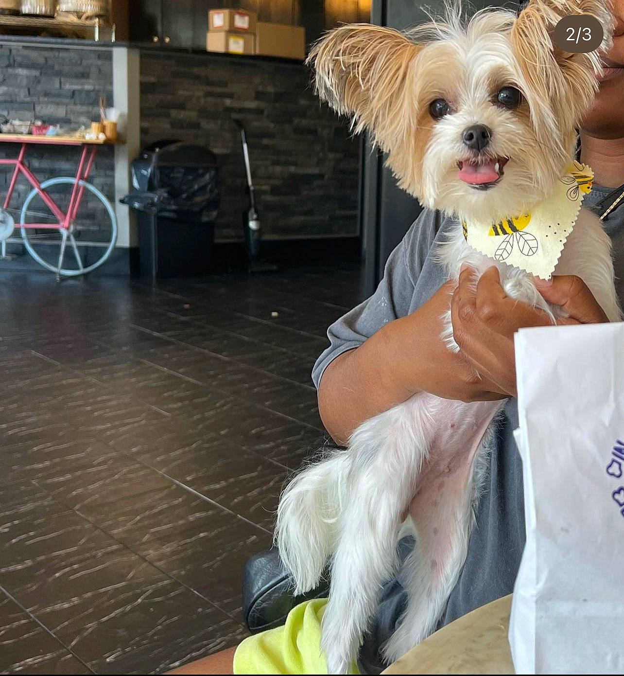 Lexie joined the competition — help win amazing prizes! bicycle, bicycle_frame, bicycle_tire, bicycle_wheel, carnivore, collar, companion_dog, dog, dog_breed, dog_clothes, dog_collar, dog_supply, fawn, fur, leash, small_terrier, snout, tire, toy_dog, wheel