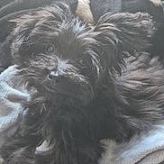 Puddle joined the competition — help win amazing prizes! animal, black_dog, blanket, comfort, cozy, cute, dog, domestic_animal, ears, face, fluffy, fur, furry, indoors, lying_down, pet, portrait, resting, sleepy, soft