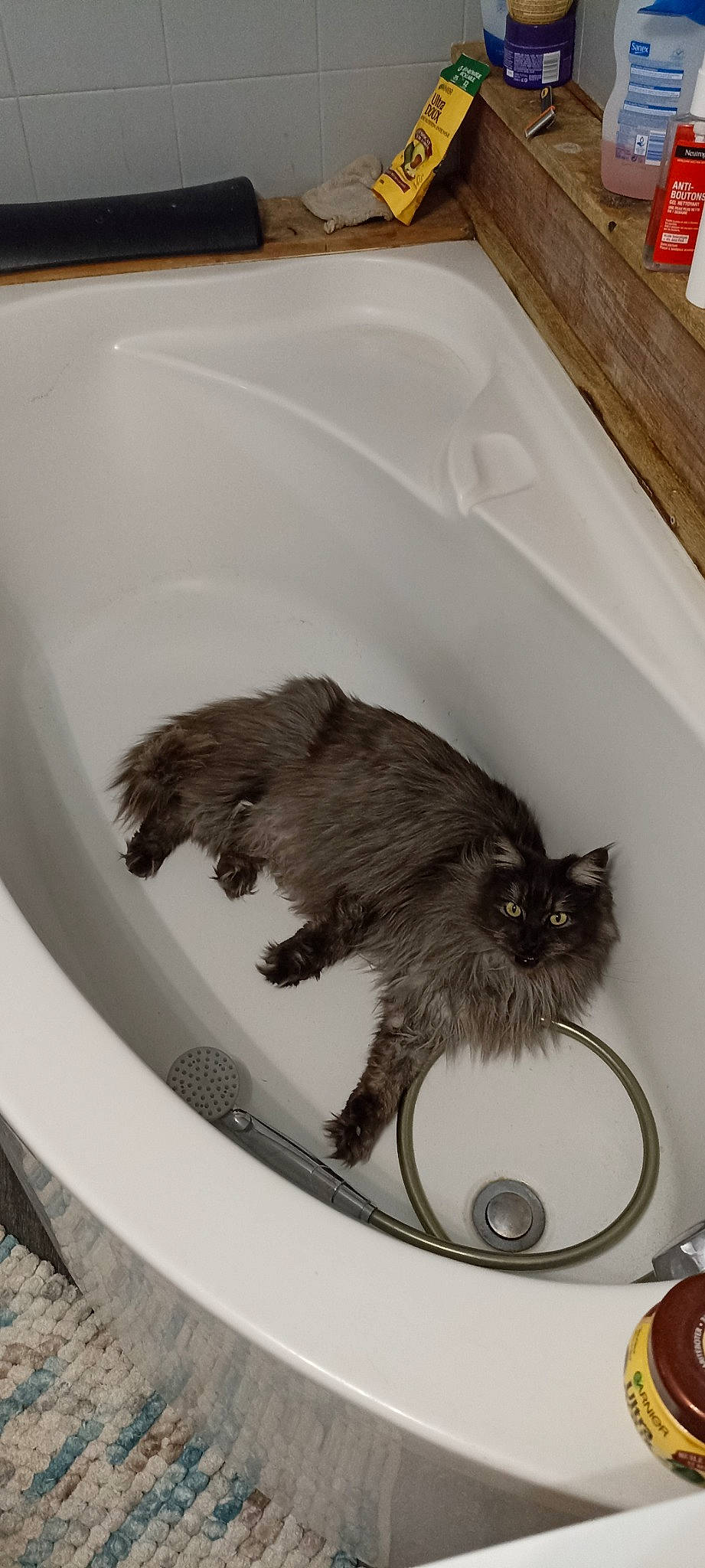 Nany Mac Fee a rejoint le concours — aidez-le/la à gagner de superbes lots ! bathing, bathroom, bathtub, black_cat, canidae, carnivore, cat, circle, claw, domestic_short_haired_cat, felidae, fur, paw, plumbing, plumbing_fixture, rodent, small_to_medium_sized_cats, tail, tap, whiskers