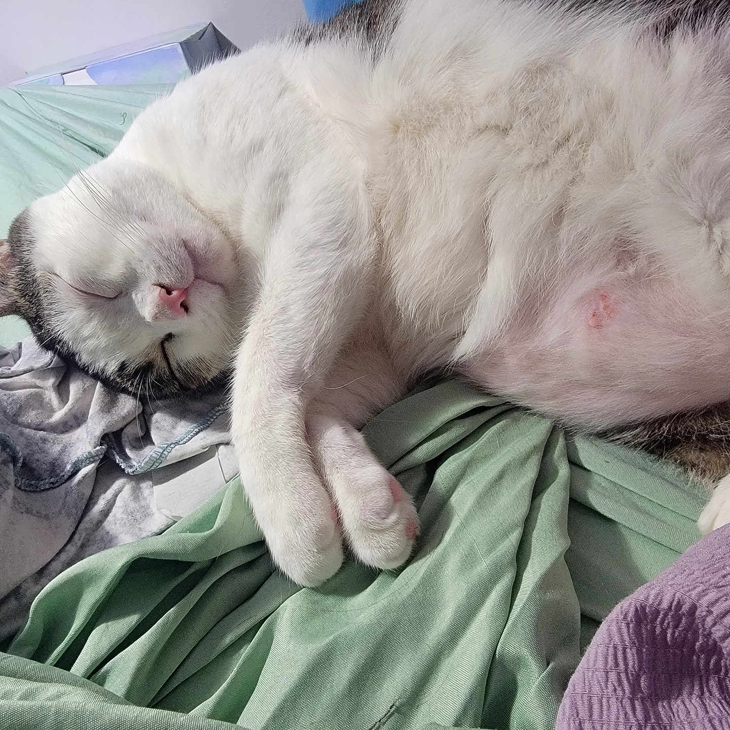 Pickle Nugget is registered to the contest to win money with this photo: abyssinian, animal, bed, bedroom, blanket, cat, couch, furniture, homedecor, indoors, kitten, laundry, linen, manx, person, pet, quilt, room, siamese, sleeping