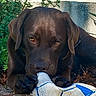 animal, brown, bush, chocolate_labrador, closeup, dog, fur, garden, labrador, leaf, mouth, nature, outdoor, paw, pet, plant, playful, soccer_ball, sunlight, toy