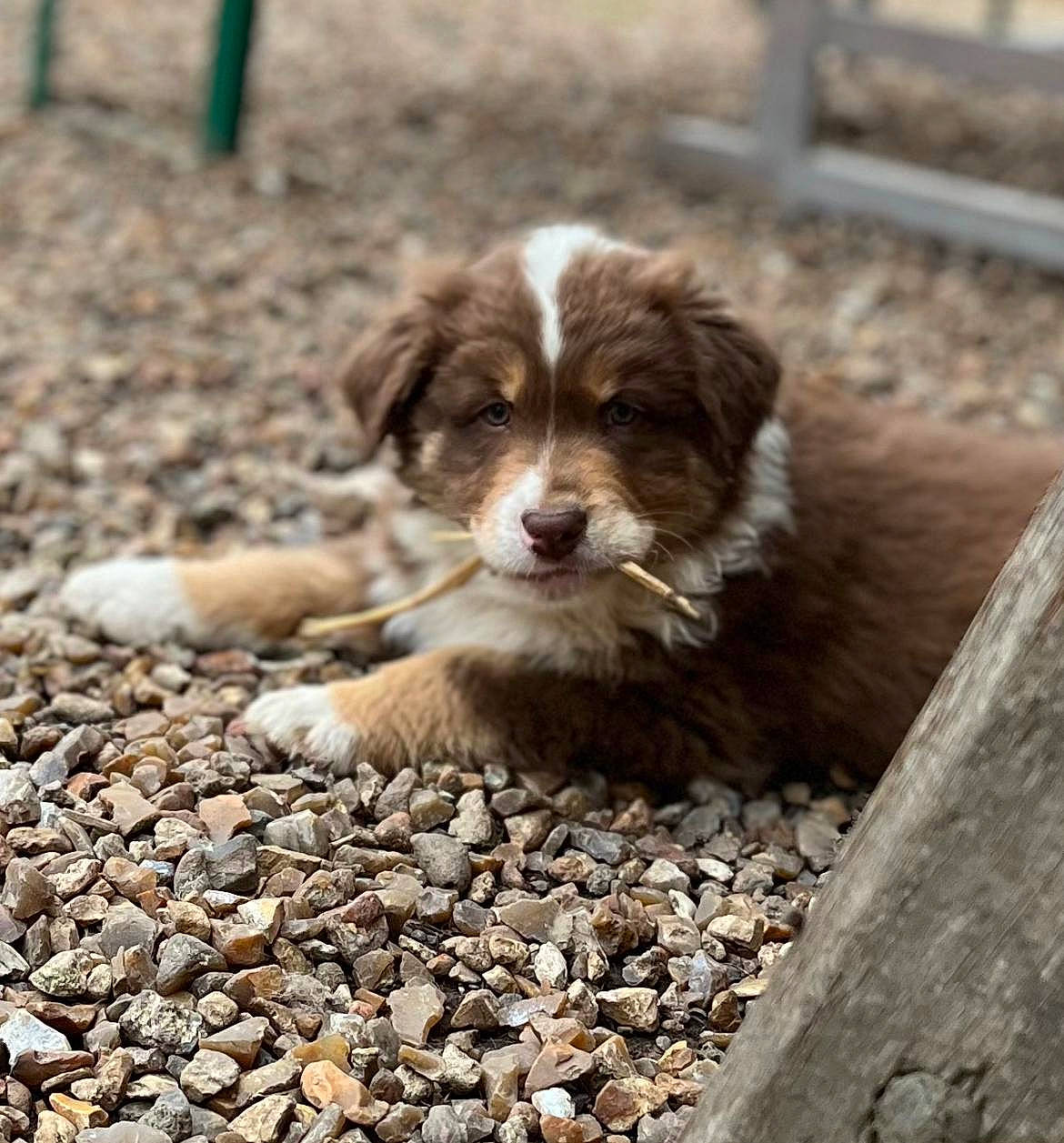 Twix a rejoint le concours — aidez-le/la à gagner de superbes lots ! canidae, carnivore, companion_dog, dog, dog_breed, fur, herding_dog, liver, paw, pebble, puppy, road_surface, rock, soil, sporting_group, street_dog, terrestrial_animal, whiskers, working_dog