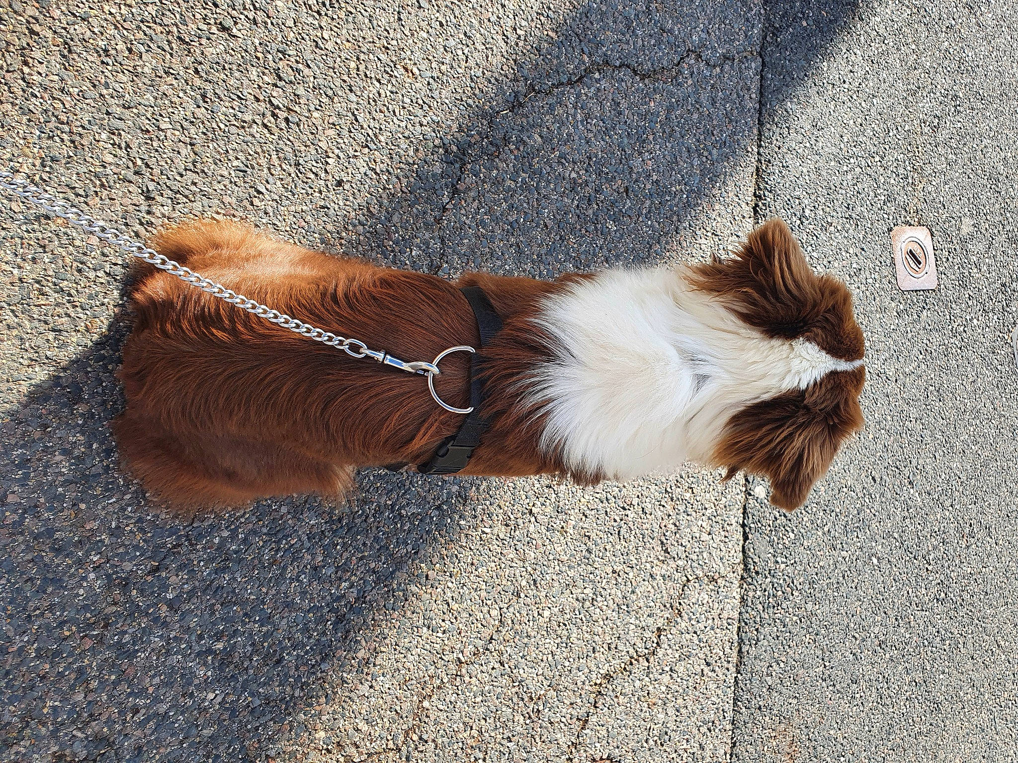 Twix participe au concours pour gagner de l'argent avec cette photo : asphalt, canidae, carnivore, collar, companion_dog, dog, dog_breed, dog_collar, fawn, felidae, leash, liver, pet_supply, road_surface, small_to_medium_sized_cats, snout, sporting_group, tail, tints_and_shades, whiskers