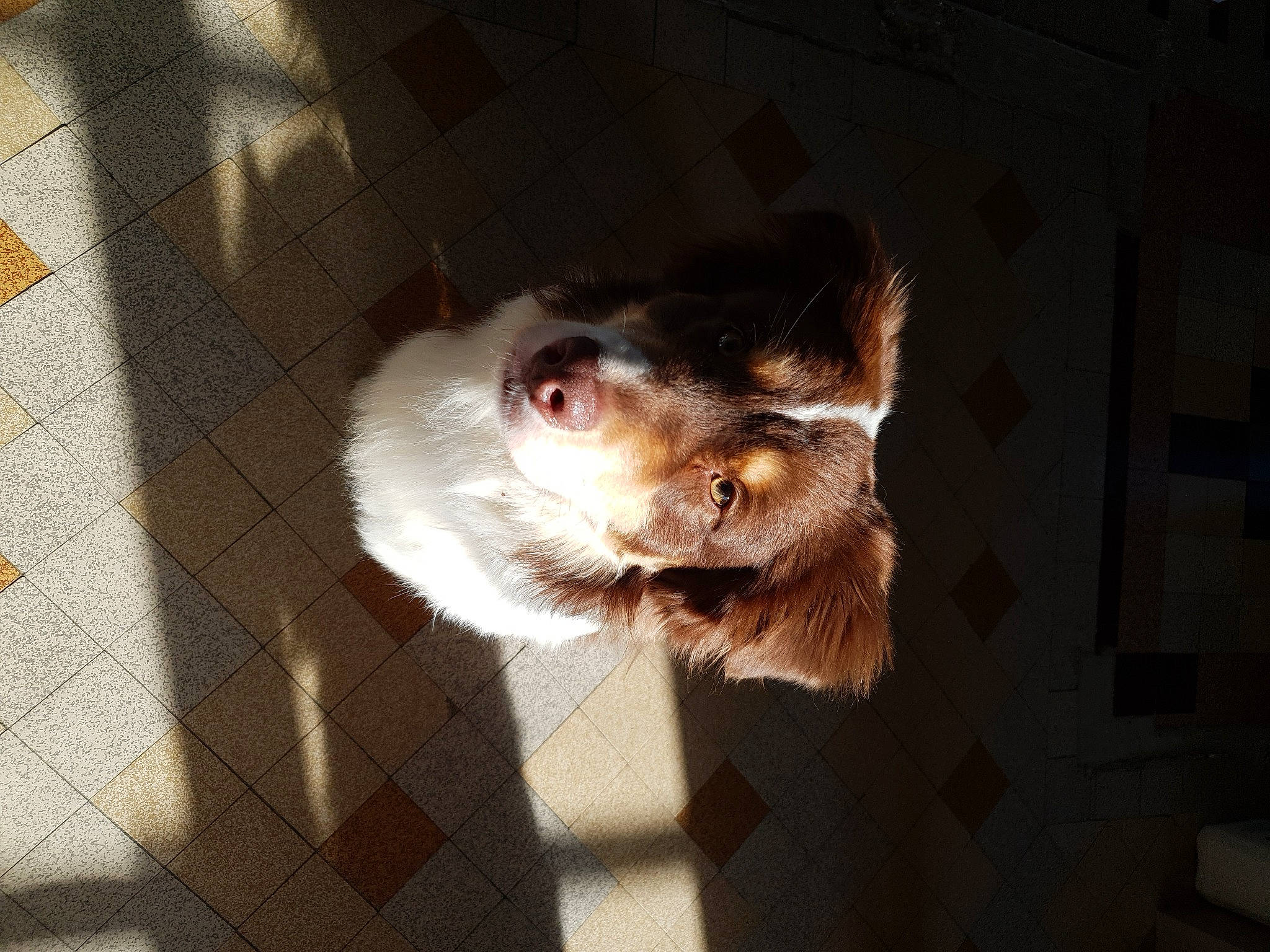 Twix participe au concours pour gagner de l'argent avec cette photo : canidae, carnivore, companion_dog, dog, dog_breed, dog_crate, domestic_short_haired_cat, fawn, felidae, fur, kennel, paw, pet_supply, procyonidae, small_to_medium_sized_cats, snout, spitz, sporting_group, toy_dog, whiskers