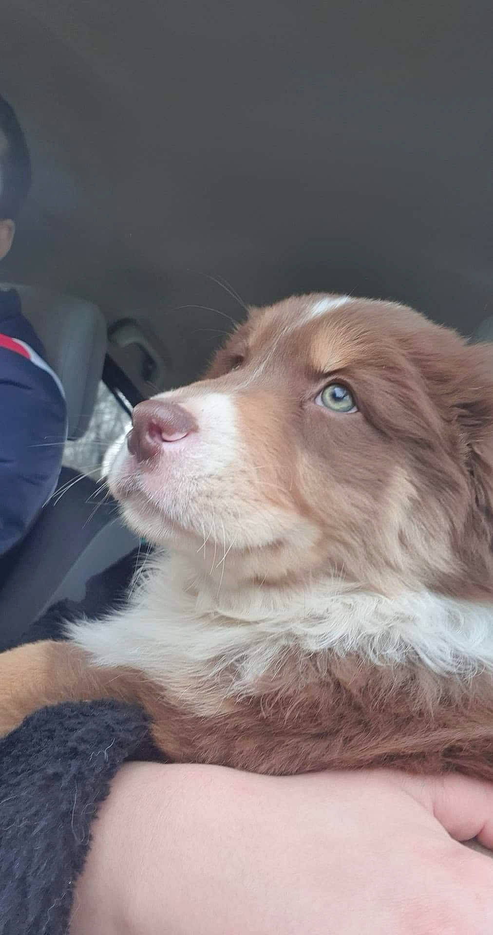 Twix participe au concours pour gagner de l'argent avec cette photo : border_collie, canidae, carnivore, companion_dog, dog, dog_breed, ear, fang, fur, gun_dog, liver, sporting_group, whiskers, working_animal, working_dog