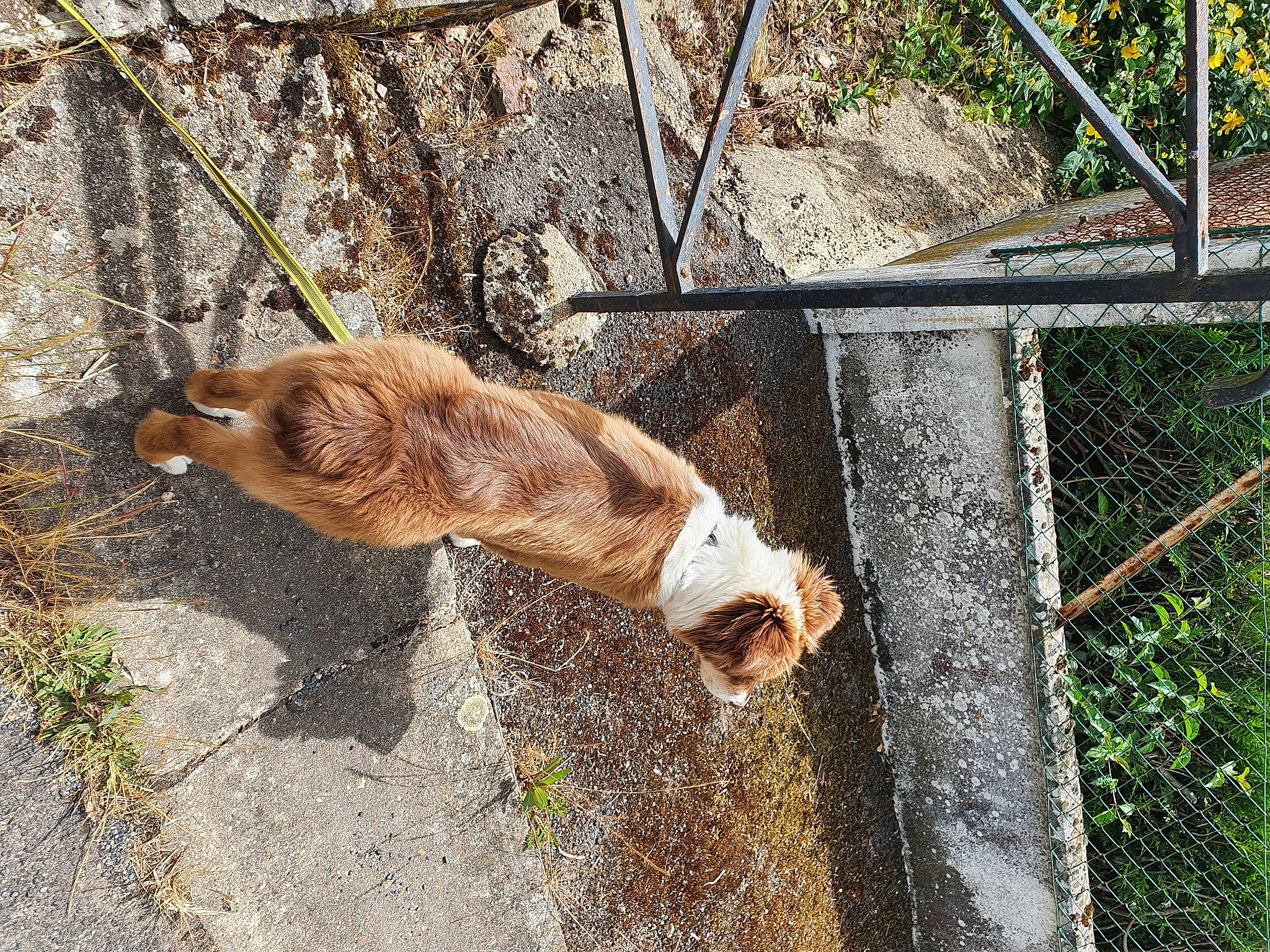 Twix a rejoint le concours — aidez-le/la à gagner de superbes lots ! carnivore, companion_dog, dog, dog_breed, fawn, felidae, fence, fur, grass, liver, mesh, plant, small_to_medium_sized_cats, snout, tail, terrestrial_animal, wildlife, wire_fencing, wood, working_animal