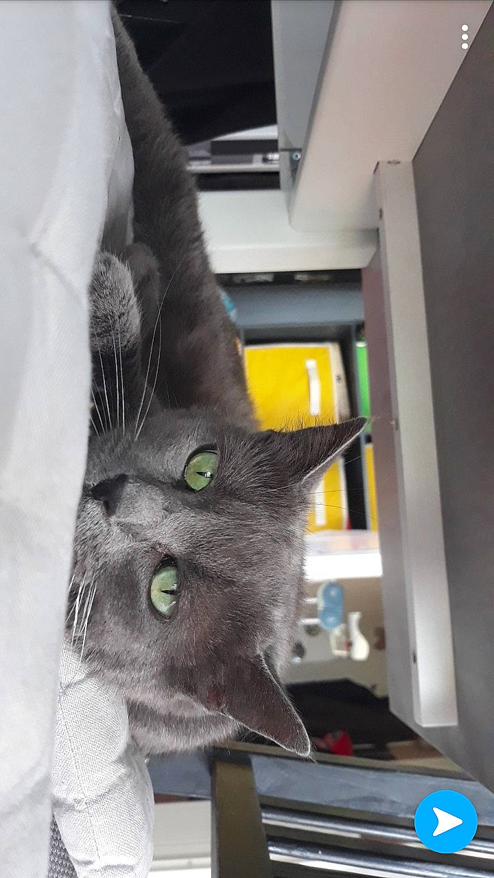 Pupuce a rejoint le concours — aidez-le/la à gagner de superbes lots ! black_cat, box, carnivore, cat, chartreux, claw, comfort, domestic_short_haired_cat, felidae, fur, gesture, grey, paw, russian_blue, small_to_medium_sized_cats, snout, tail, whiskers