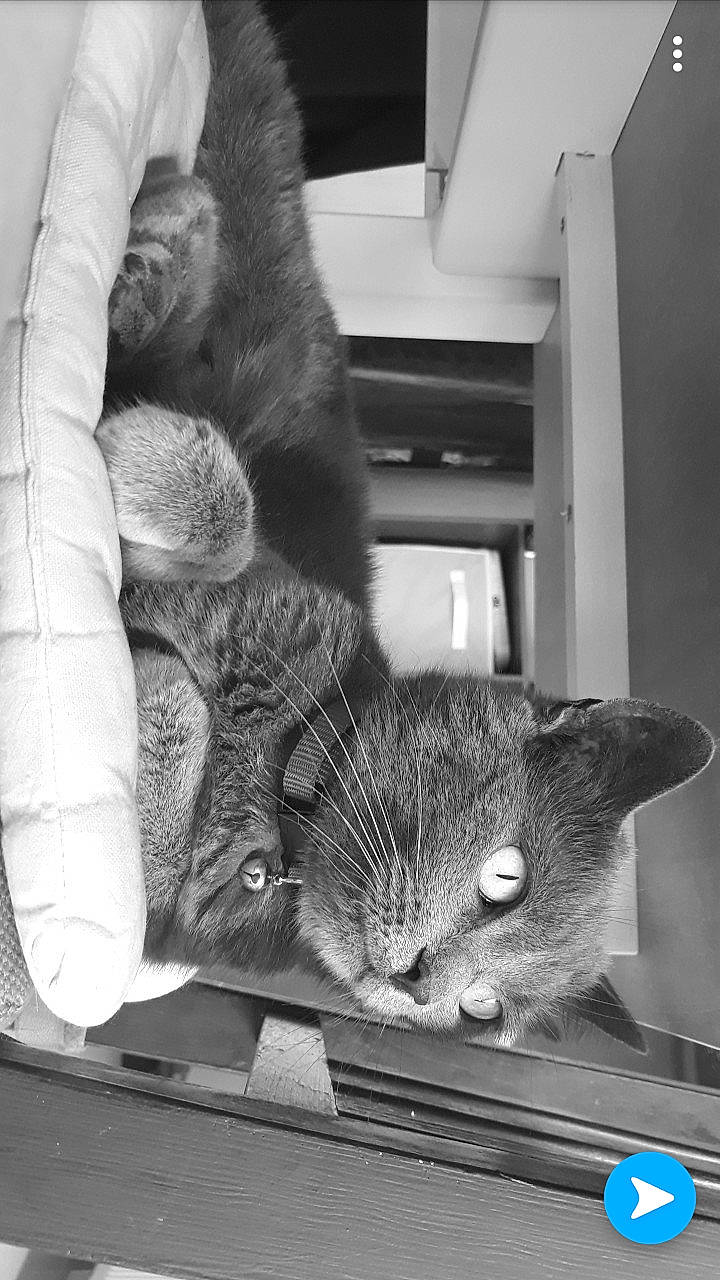 Pupuce participe au concours pour gagner de l'argent avec cette photo : black, carnivore, cat, comfort, domestic_short_haired_cat, ear, felidae, fur, grey, mammal, monochrome, monochrome_photography, small_to_medium_sized_cats, snapshot, snout, tail, toy, vertebrate, whiskers, white