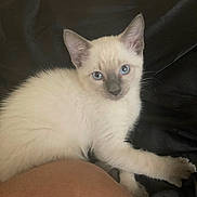 Blu is registered to the contest to win money with this photo: kitten, cat, blue_eyes, white_fur, animal, pet, cute, portrait, indoor, silky_fabric, black_background, relaxing, young, whiskers, ears, paw, feline, curious, cozy, closeup