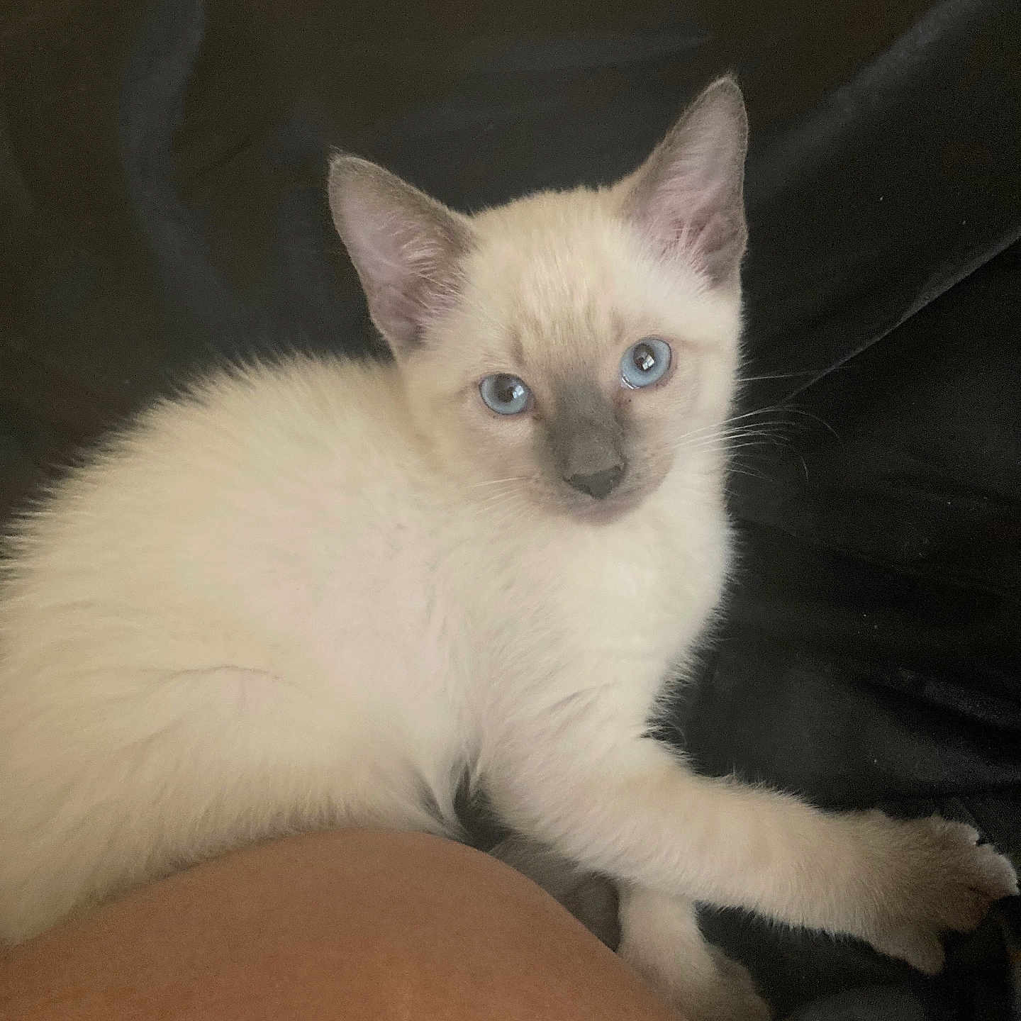 Blu