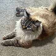 Chancla joined the competition — help win amazing prizes! cat, fluffy, blue_eyes, carpet, indoor, pet, feline, relaxed, fur, animal, cute, whiskers, laying_down, domestic_animal, looking_up, soft, cozy, closeup, mammal, calm