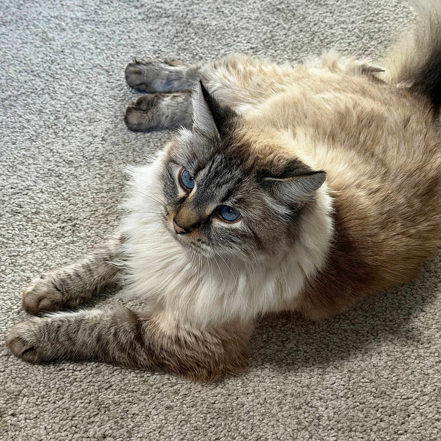 Chancla joined the competition — help win amazing prizes! cat, fluffy, blue_eyes, carpet, indoor, pet, feline, relaxed, fur, animal, cute, whiskers, laying_down, domestic_animal, looking_up, soft, cozy, closeup, mammal, calm