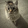 Chancla joined the competition — help win amazing prizes! cat, fluffy, whiskers, carpet, indoor, pet, animal, feline, curious, long_hair, looking_up, shadow, floor, domestic, cute, portrait, mammal, soft_light, ears, eyes