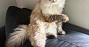 Chancla joined the competition — help win amazing prizes! cat, fluffy, couch, pet, indoor, feline, raised_paw, curious, sitting, domestic_animal, whiskers, tail, fur, eyes, animal, house, relaxed, mammal, portrait, cute