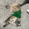 Chancla is registered to the contest to win money with this photo: cat, fluffy, carpet, green_collar, red_pom_poms, pet, lying_down, indoor, feline, cute, fur, animal, relaxed, home, domestic, playful, holiday, costume, resting, looking_up