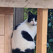 Kristal participe au concours pour gagner de l'argent avec cette photo : cat, black_and_white, wood, outdoor, fence, curious, animal, pet, nature, greenery, wooden_post, sitting, fur, face, eye, whiskers, quiet, calm, closeup, animal_portrait